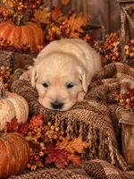 Nobel, a male English Cream Golden Retriever for sale in Harrisburg, PA – 1 of 7