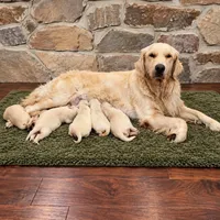 Lavender, a female English Cream Golden Retriever for sale in Harrisburg, PA – 2 of 2
