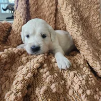 Olivia, a female English Cream Golden Retriever for sale in Harrisburg, PA – 6 of 7