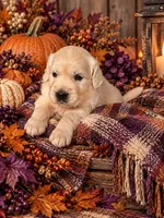 Lavender, a female English Cream Golden Retriever for sale in Harrisburg, PA – 1 of 2
