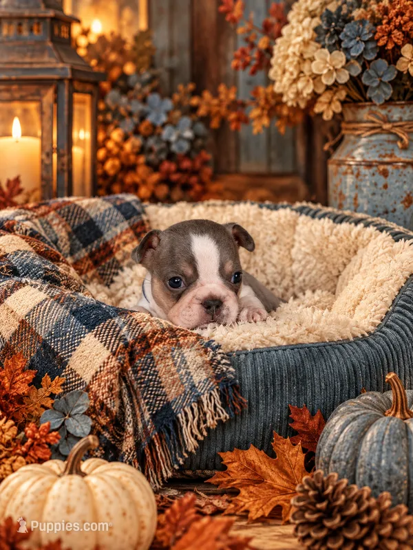Big Blue – French Bulldog puppy for sale in Harrisburg, PA