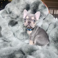 Turquoise, a female French Bulldog for sale in Harrisburg, PA – Photo 2 of 3