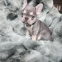 Turquoise, a female French Bulldog for sale in Harrisburg, PA – Photo 1 of 3