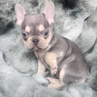 Turquoise, a female French Bulldog for sale in Harrisburg, PA – Photo 3 of 3