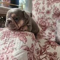 Rose, a female French Bulldog for sale in Harrisburg, PA – 4 of 7
