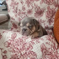 Rose, a female French Bulldog for sale in Harrisburg, PA – 5 of 7