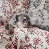 Rose, a female French Bulldog for sale in Harrisburg, PA – 3 of 7