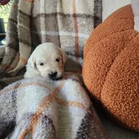 Nobel, a male English Cream Golden Retriever for sale in Harrisburg, PA – 5 of 7