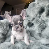 Bleu, a female French Bulldog for sale in Harrisburg, PA – Photo 2 of 4