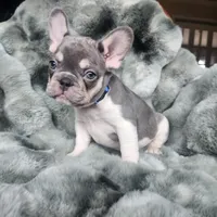 Bleu, a female French Bulldog for sale in Harrisburg, PA – Photo 4 of 4