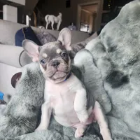 Bleu, a female French Bulldog for sale in Harrisburg, PA – Photo 3 of 4