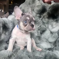 Bleu, a female French Bulldog for sale in Harrisburg, PA – Photo 1 of 4