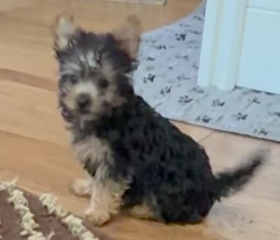 Little fella, a male Yorkshire Terrier for sale in Dallas, TX – 3 of 7