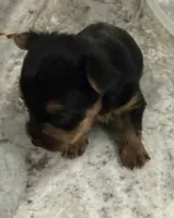 Baby T, a female Yorkshire Terrier for sale in Dallas, TX – 3 of 4