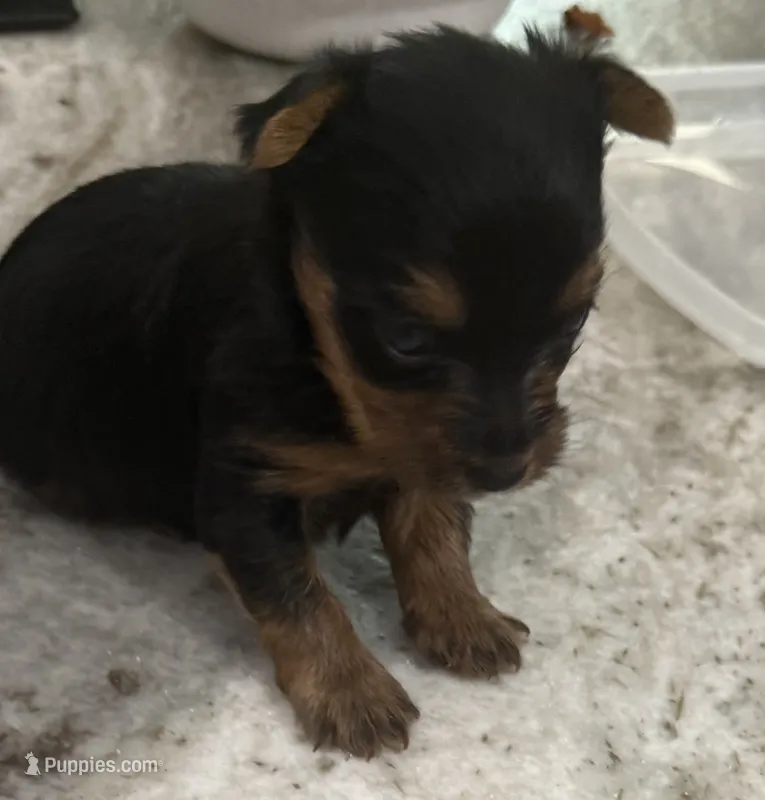 Baby T – Yorkshire Terrier puppy for sale in Dallas, TX