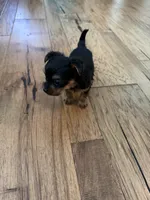 She’s a little cutie , a female Yorkshire Terrier for sale in Dallas, TX – 2 of 4