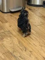 Little fella, a male Yorkshire Terrier for sale in Dallas, TX – 6 of 7