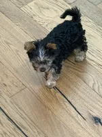 Little fella, a male Yorkshire Terrier for sale in Dallas, TX – 4 of 7
