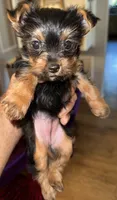 Tiny Tina, a female Yorkshire Terrier for sale in Dallas, TX – 2 of 3
