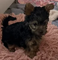 Teeny Tiny , a female Yorkshire Terrier for sale in Dallas, TX – 1 of 1