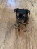 She’s a little cutie , a female Yorkshire Terrier for sale in Dallas, TX – 1 of 4