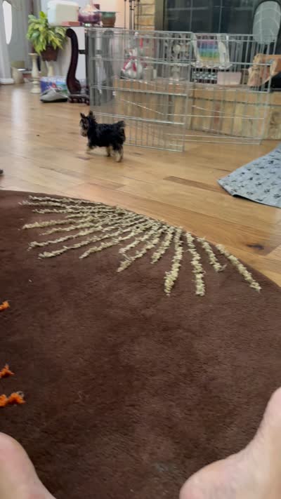 Little fella, a male Yorkshire Terrier for sale in Dallas, TX – 7 of 7