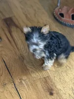 Little fella, a male Yorkshire Terrier for sale in Dallas, TX – 2 of 7