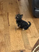 Little fella, a male Yorkshire Terrier for sale in Dallas, TX – 5 of 7