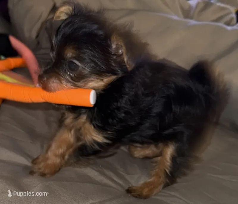 Tiny Tina – Yorkshire Terrier puppy for sale in Dallas, TX