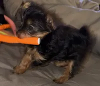 Tiny Tina, a female Yorkshire Terrier for sale in Dallas, TX – 1 of 3