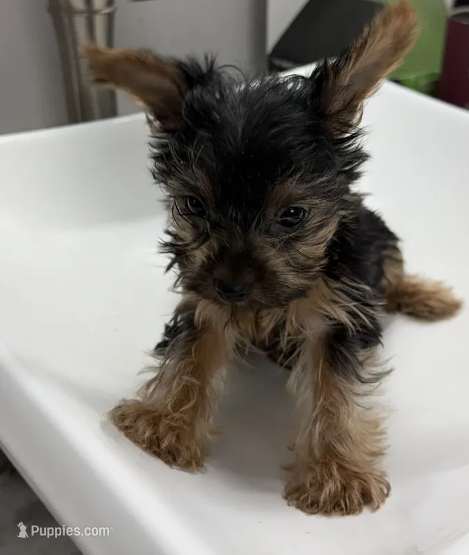 Teeny Tiny  – Yorkshire Terrier puppy for sale in Dallas, TX
