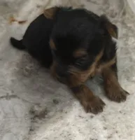 Baby T, a female Yorkshire Terrier for sale in Dallas, TX – 2 of 4
