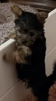 Little Toni, a male Yorkshire Terrier for sale in Dallas, TX – 2 of 2