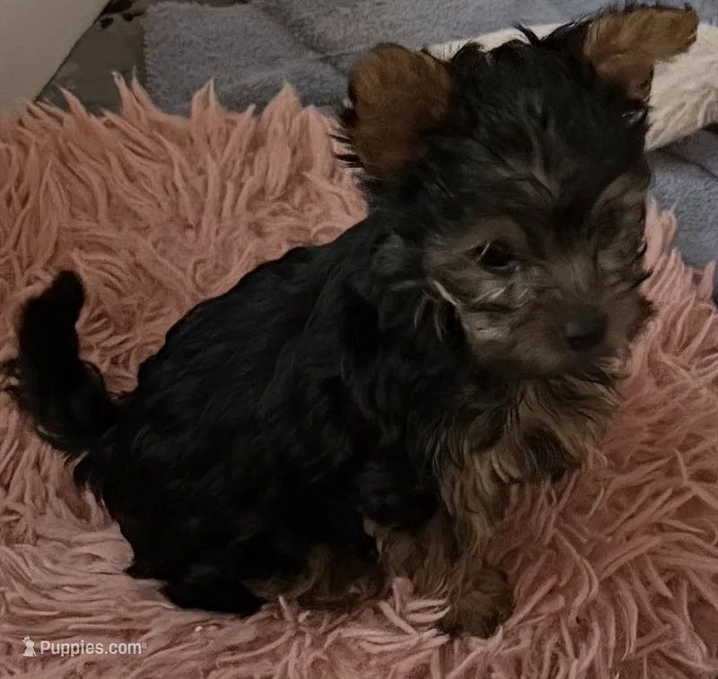Little Toni – Yorkshire Terrier puppy for sale in Dallas, TX