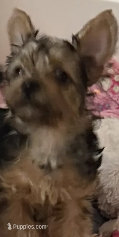Little Guy – Yorkshire Terrier puppy for sale in Dallas, TX