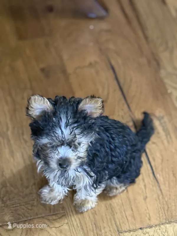 Little fella – Yorkshire Terrier puppy for sale in Dallas, TX