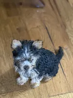 Little fella, a male Yorkshire Terrier for sale in Dallas, TX – 1 of 7
