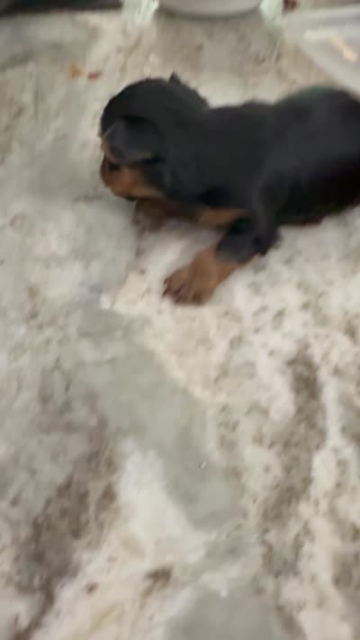 Baby T, a female Yorkshire Terrier for sale in Dallas, TX – 4 of 4