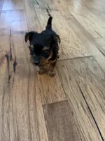 She’s a little cutie , a female Yorkshire Terrier for sale in Dallas, TX – 3 of 4