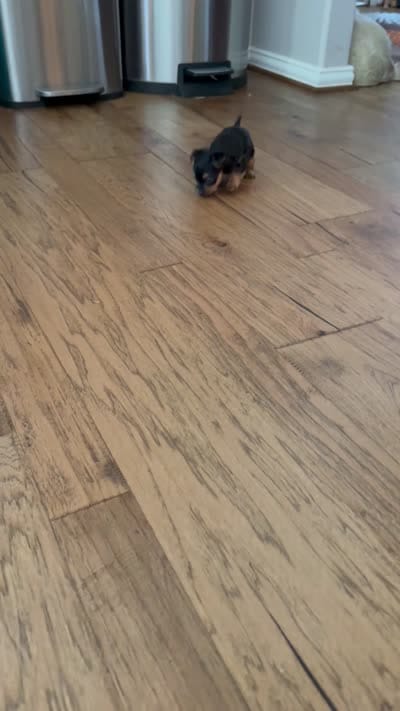 She’s a little cutie , a female Yorkshire Terrier for sale in Dallas, TX – 4 of 4