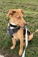 Catahoula/ German shepherd , a male Catahoula Leopard Dog and German Shepherd Dog for sale in Kissimmee, FL – 2 of 3