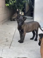 Mia, a female Belgian Malinois for sale in Pomona, CA – 5 of 5
