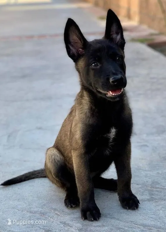 Mia – Belgian Malinois puppy for sale in Pomona, CA