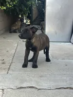 Mia, a female Belgian Malinois for sale in Pomona, CA – 3 of 5