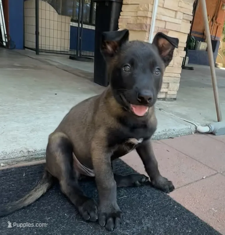 Mia – Belgian Malinois puppy for sale in Pomona, CA