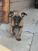 Mia, a female Belgian Malinois for sale in Pomona, CA – 4 of 5