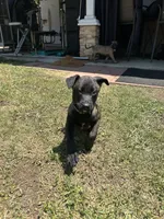 Mia, a female Belgian Malinois for sale in Pomona, CA – 2 of 5