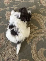 Jason, a male Havanese for sale in Vancouver, WA – 6 of 7