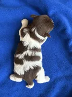 Alex, a male Havanese for sale in Vancouver, WA – 7 of 9