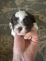 Tyson , a male Havanese for sale in Vancouver, WA – 3 of 9